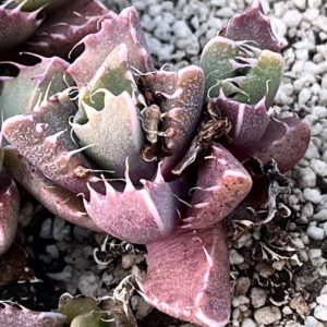 faucaria cradockensis