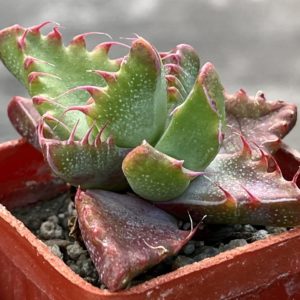 faucaria tigrina