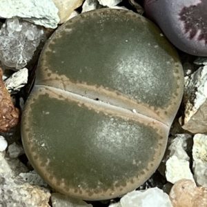 lithops lesliei black top