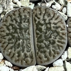 1616.34 MG lithops hookeri dabneri C 301