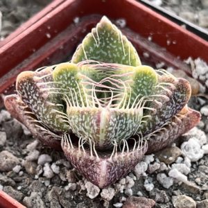 faucaria tigrina grahamstown