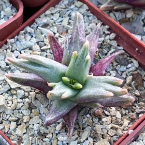 faucaria selekte