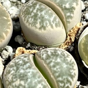 lithops helmutii