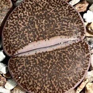 lithops lesliei mariae