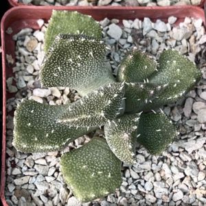 aloinopsis setifera