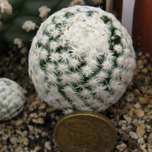 Mamillaria herrerae L711