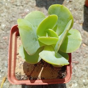 Echeveria Peach Pride