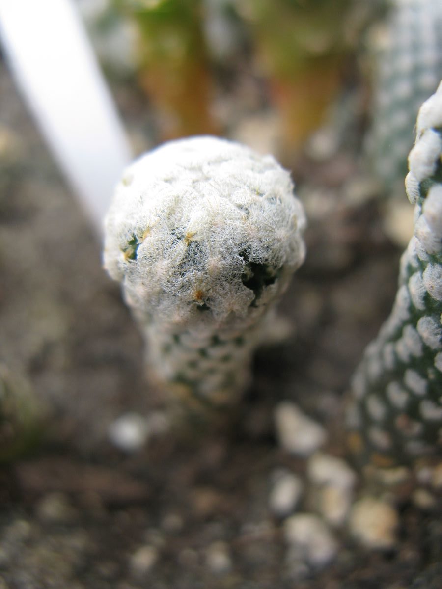Pelecyphora valdeziana v albiflora SB250