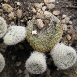 Puna clavaroides *weis*