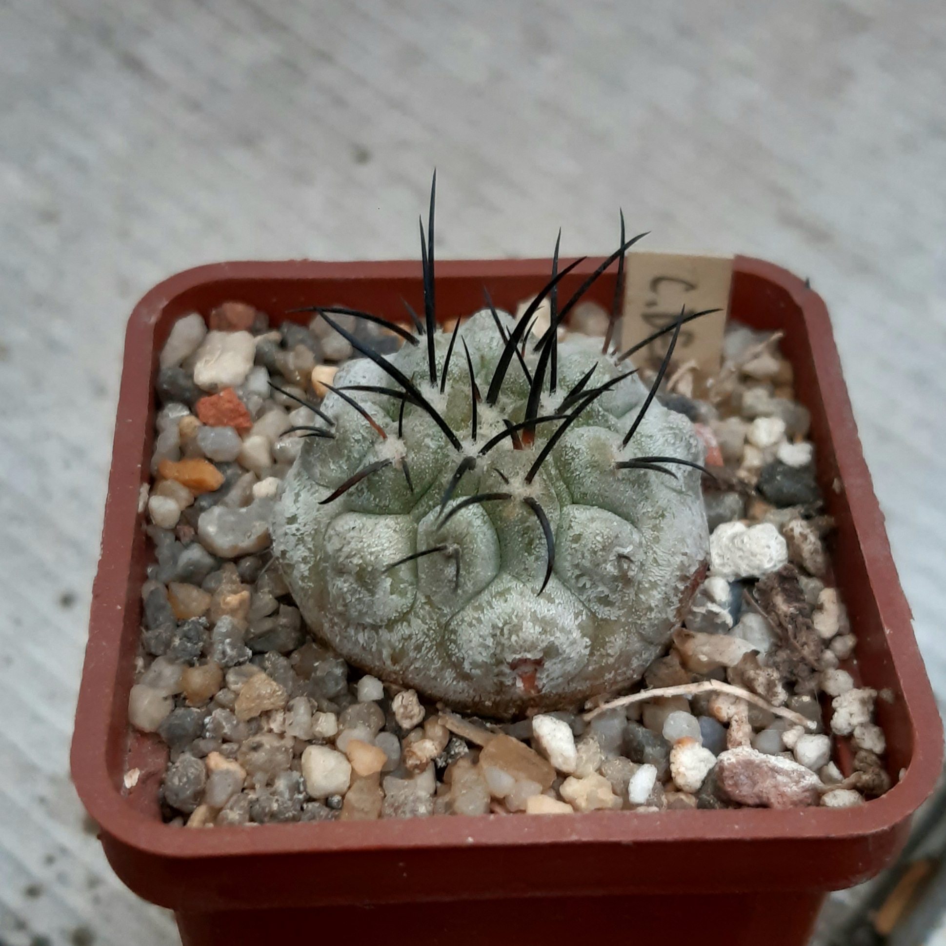 Copiapoa dealbata Carrizal Bajo