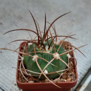 Gymnocalycium polycephalum