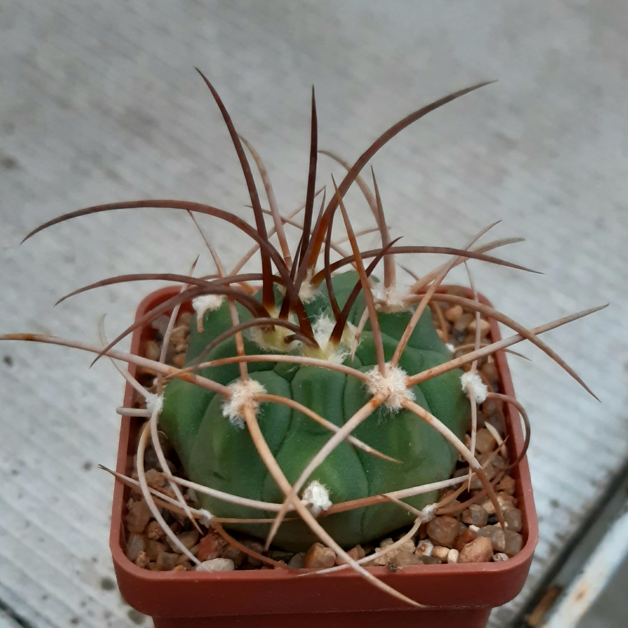 Gymnocalycium polycephalum