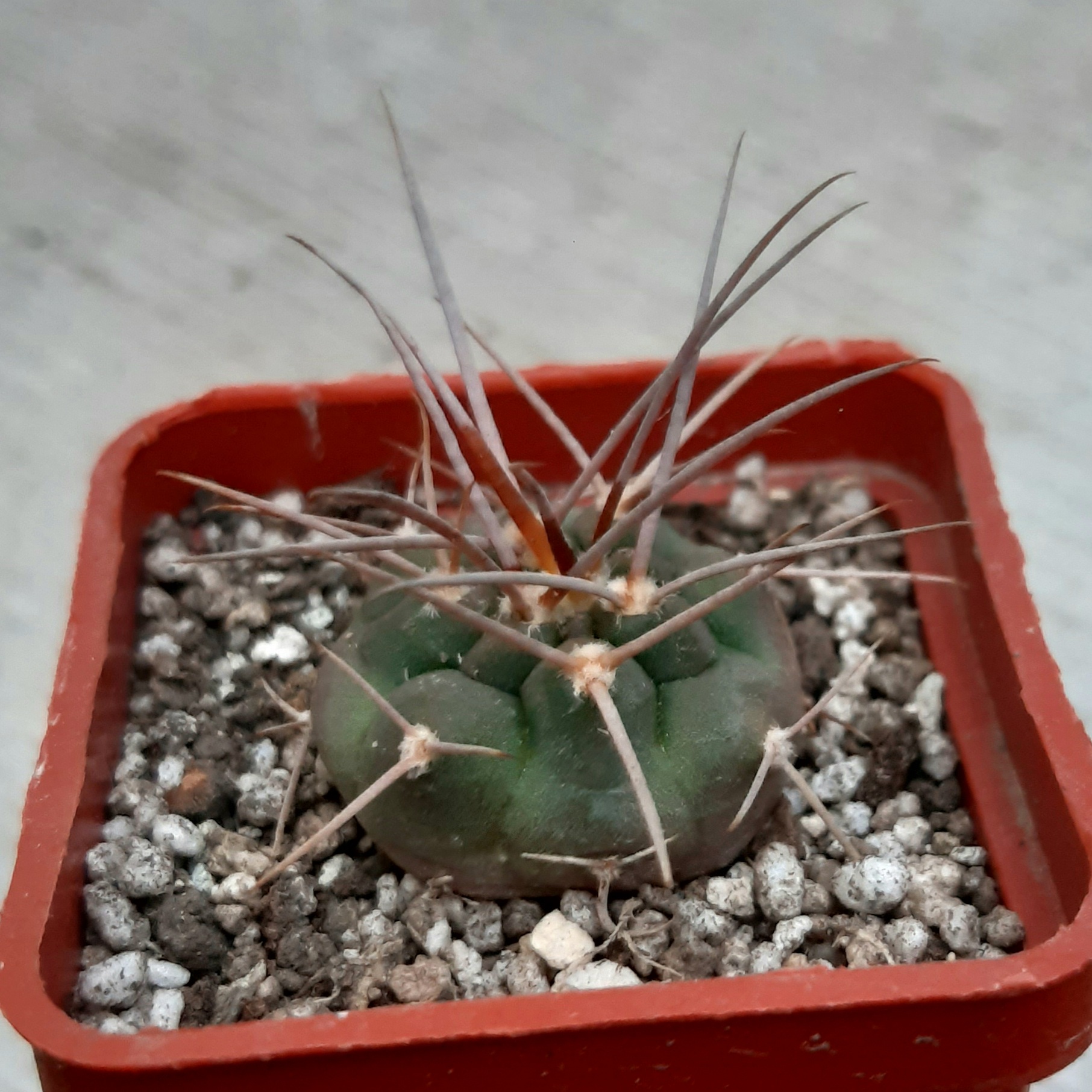 Gymnocalycium guanchinense VG231 Las Higueritas, La Rioja, Arg.1500m
