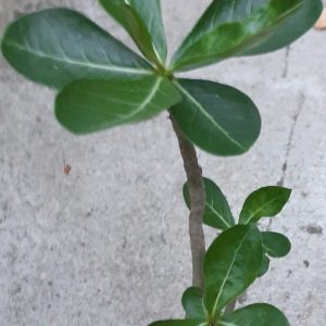 Adenium obesum