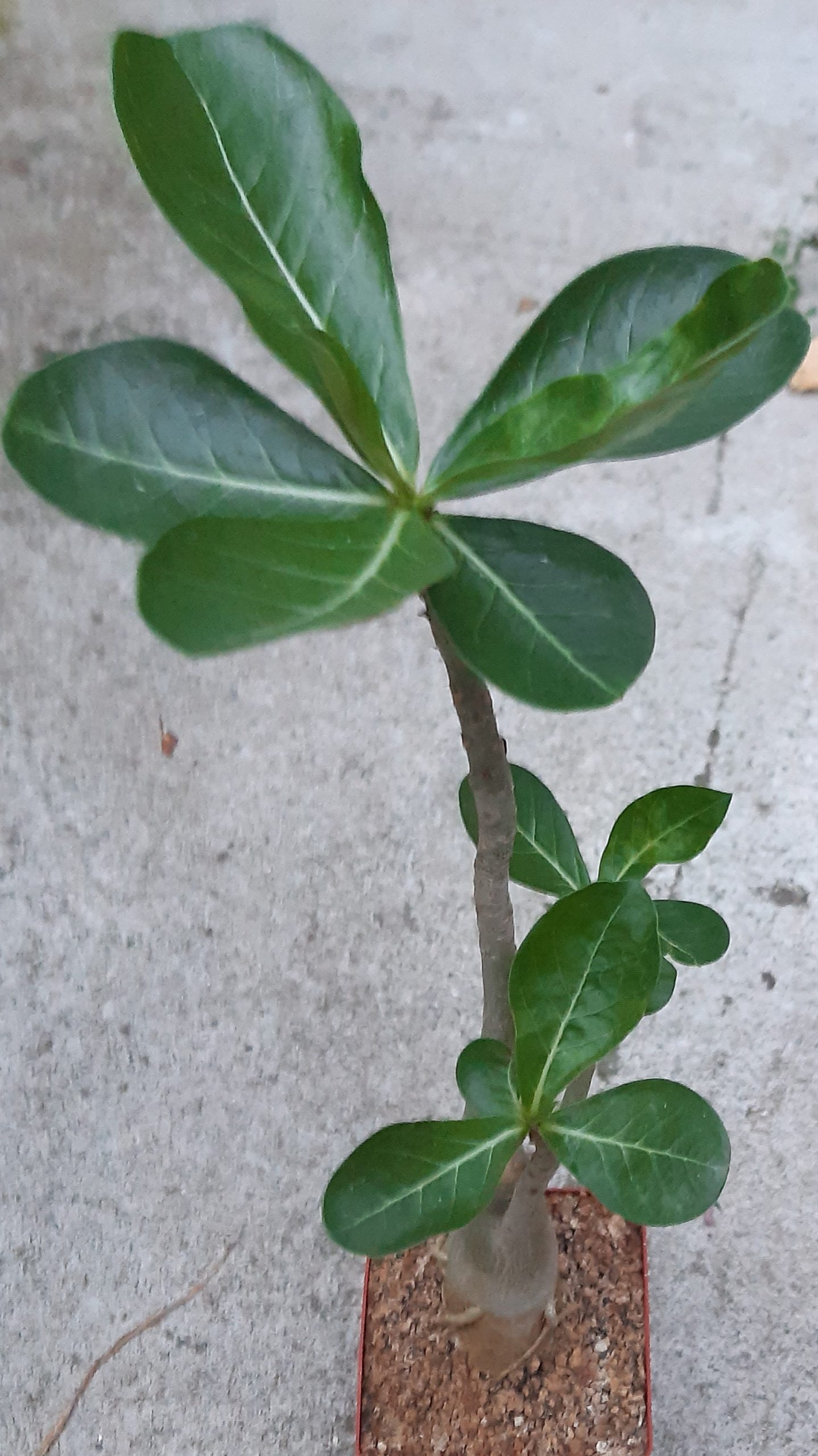 Adenium obesum