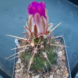 Thelocactus bicolor VZD031 San Jose del Palmar NL