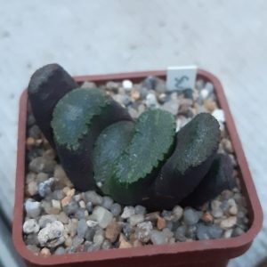 Haworthia truncata 'Super Green'