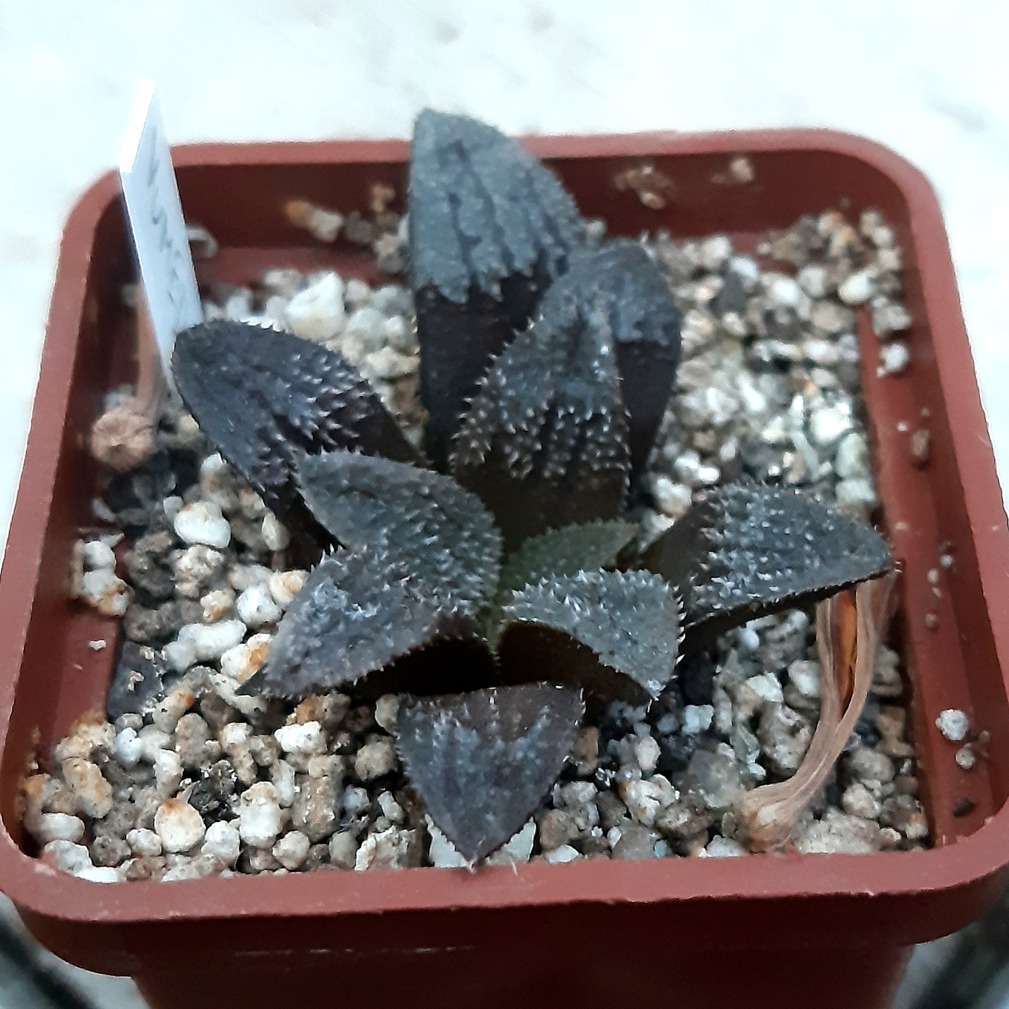 Haworthia 'Yumedono'