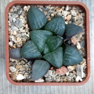 Haworthia bayeri selection