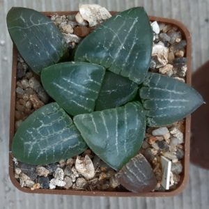Haworthia correcta ('Tsukikage' x 'N Suishou 101') (Копировать)