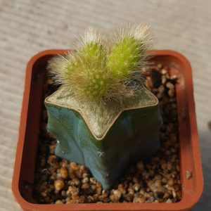 Hildewintera colademononis variegata