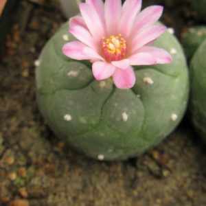 Lophophora jordaniana v caespitosa cl3 #2