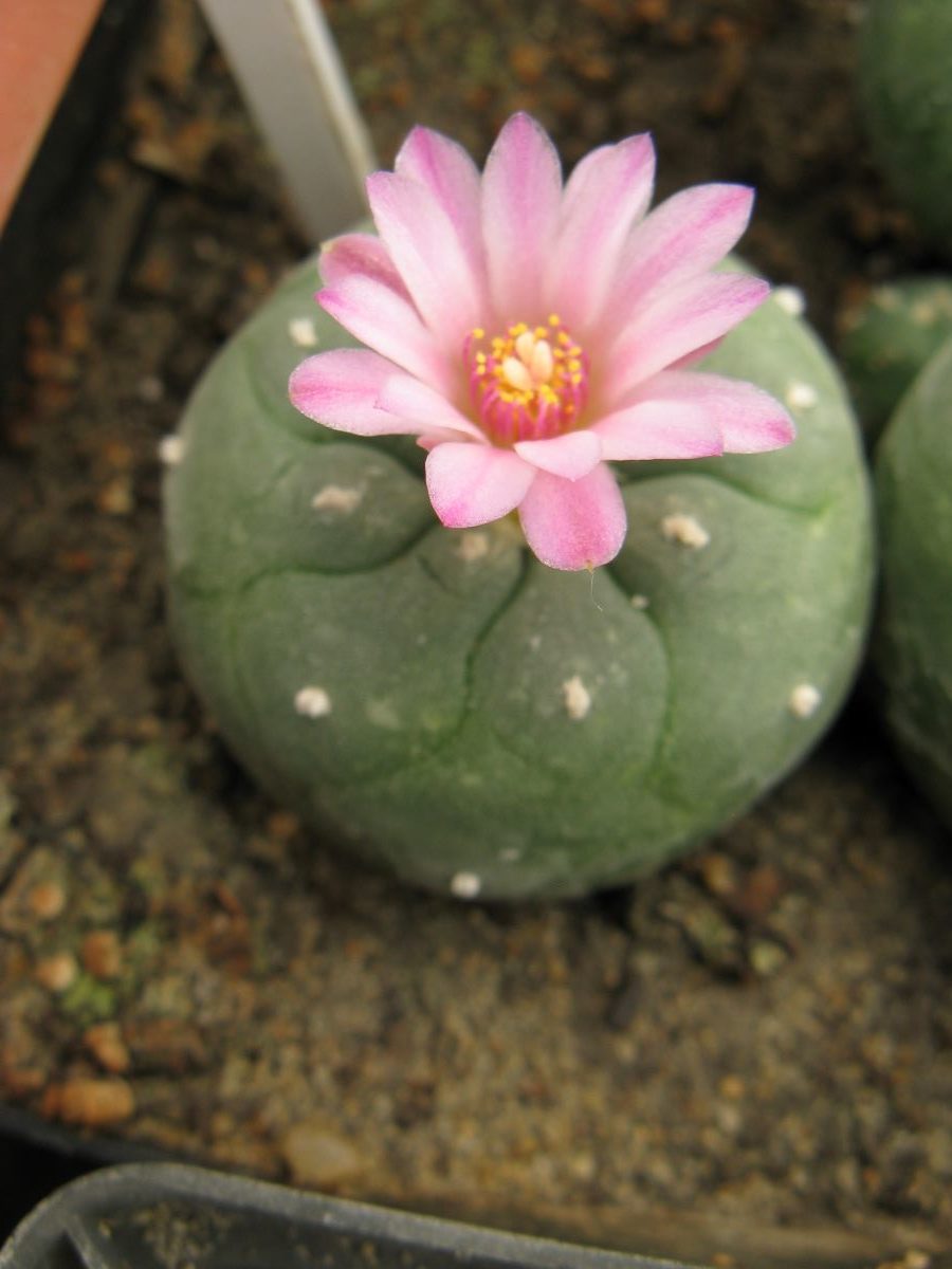 Lophophora jordaniana v caespitosa cl3 #2