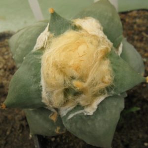 Ariocarpus furfuraceus #2