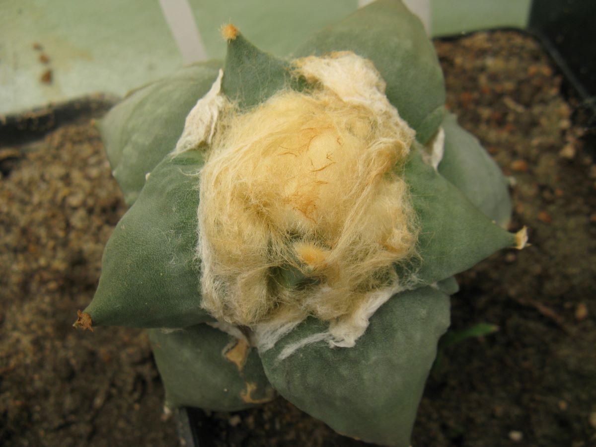 Ariocarpus furfuraceus #2