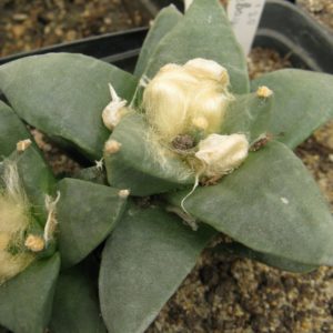 Ariocarpus retusus #2