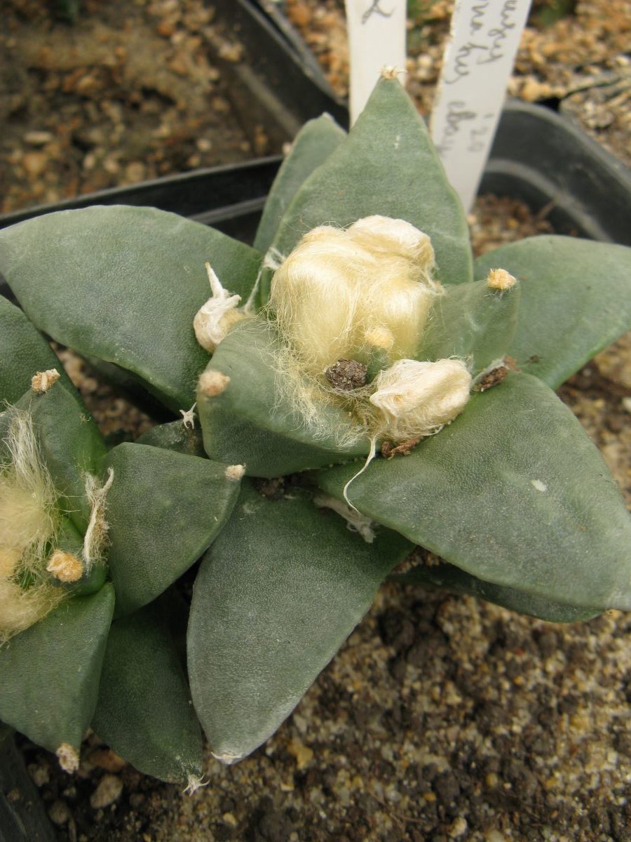 Ariocarpus retusus #2