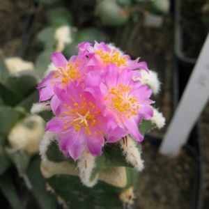 Aztekium hynthonii