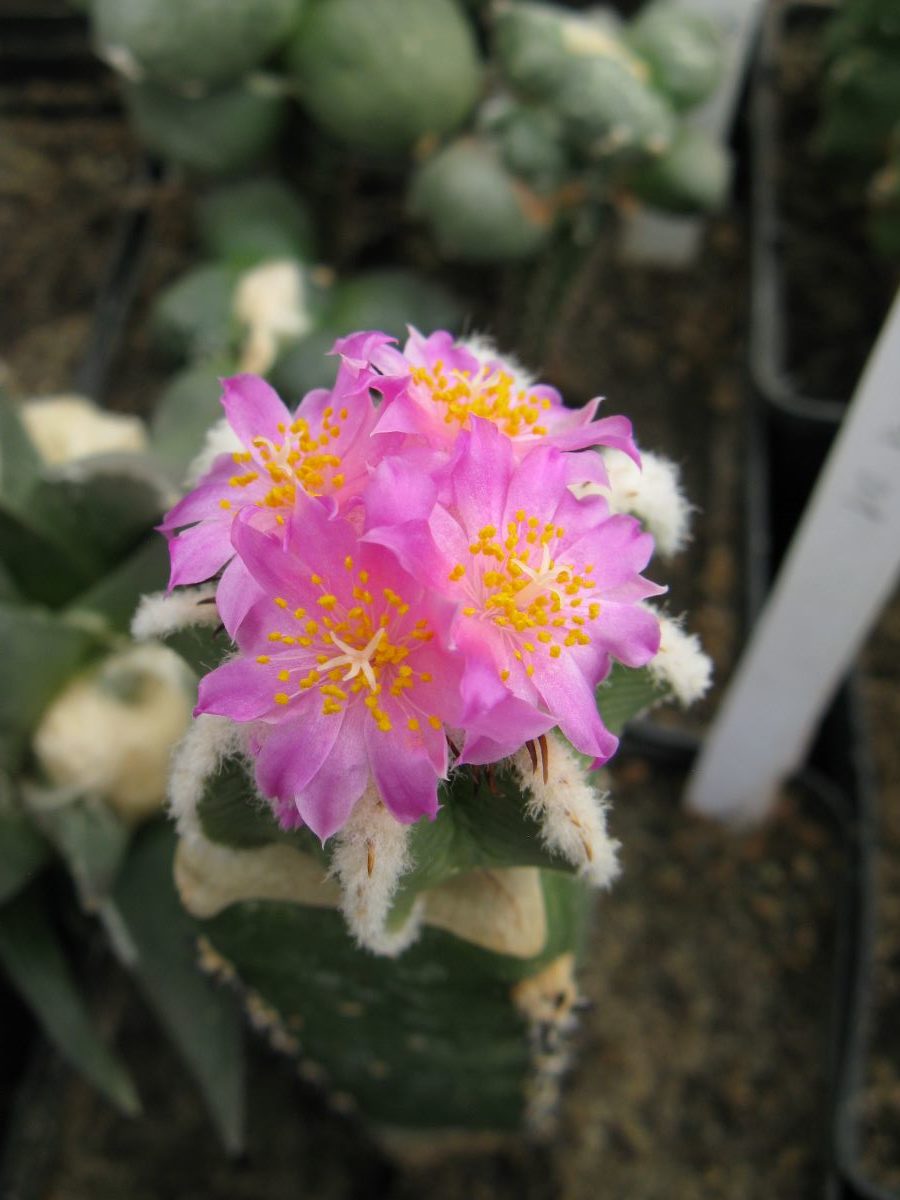 Aztekium hynthonii