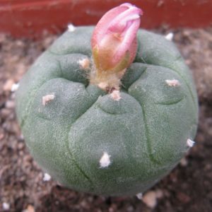 Lophopora jordniana