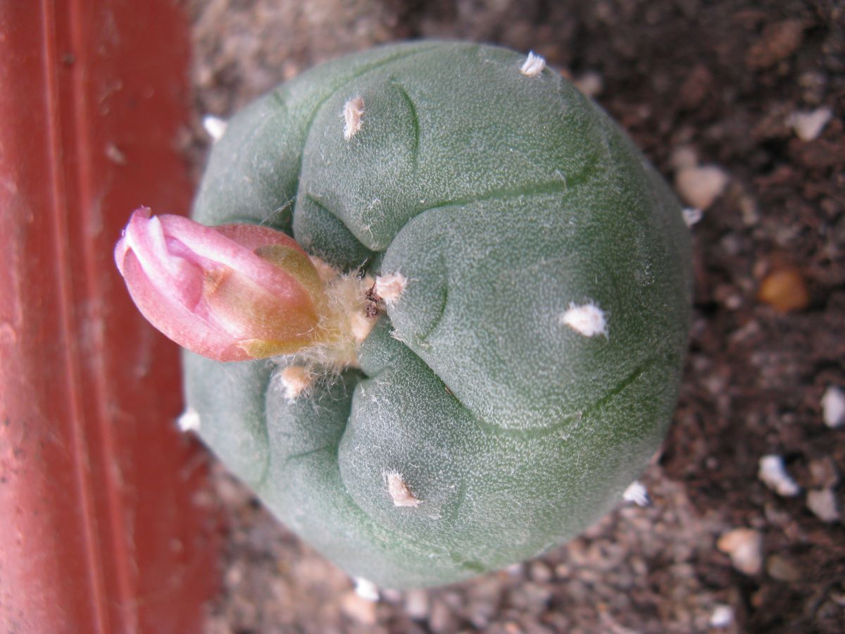 Lophopora jordniana