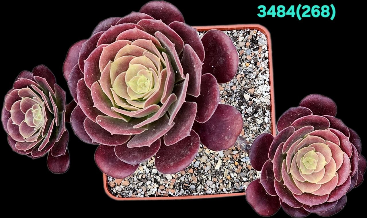 3484-1