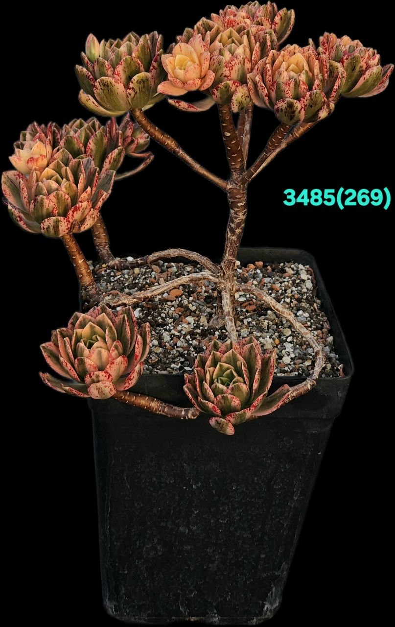 3485
