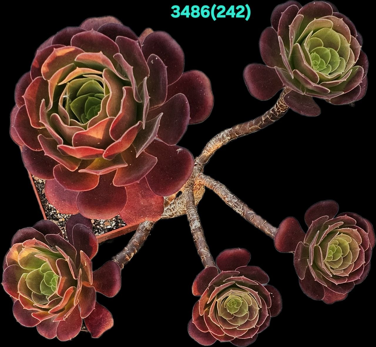 3486-1