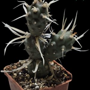 Tephrocactus articulatus var. papyracanthus (fa.) – Haage (7x7)-  3491(178)