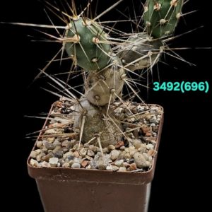 Maihueniopsis darwinii (hickenii) –HPT 389 (7x7)-3492(696)