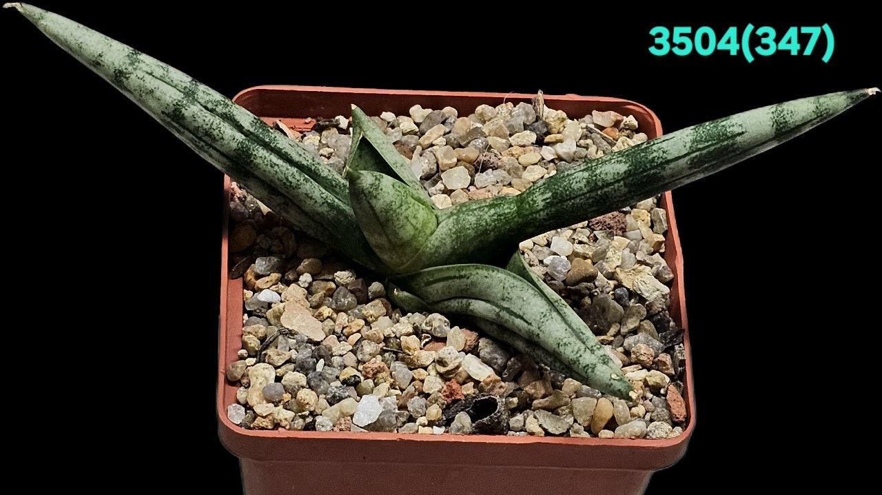 Sansevieria cylindrica `Tiara Platinum` (8x8)-3504(347)