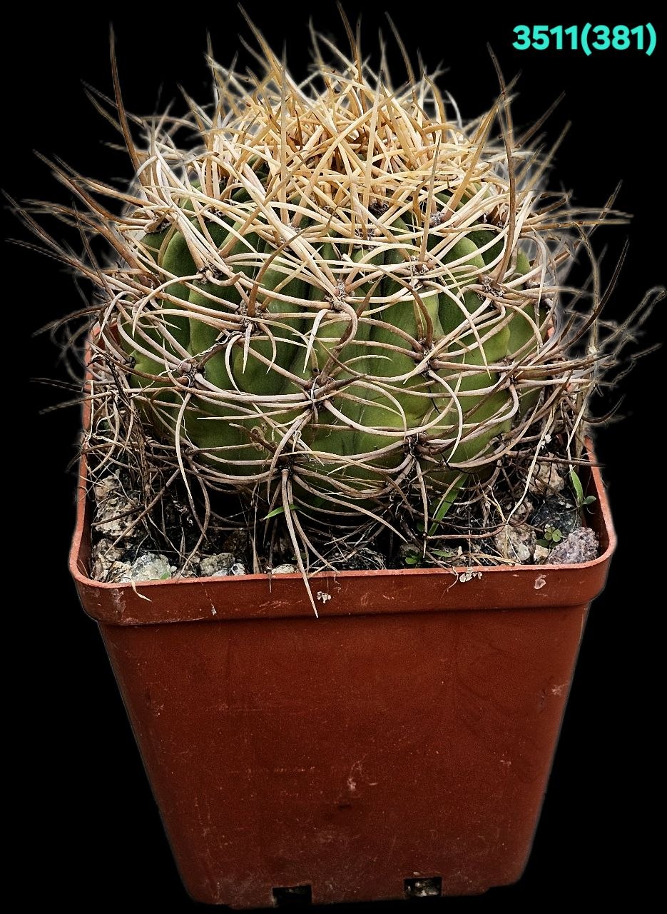 Denmoza rhodacantha var. diamantina –GK 306 (12x12)-  3511(381)