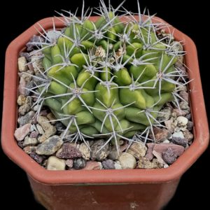 Gymnocalycium mostii var. Genseri (fa.) (10x10)-3517B