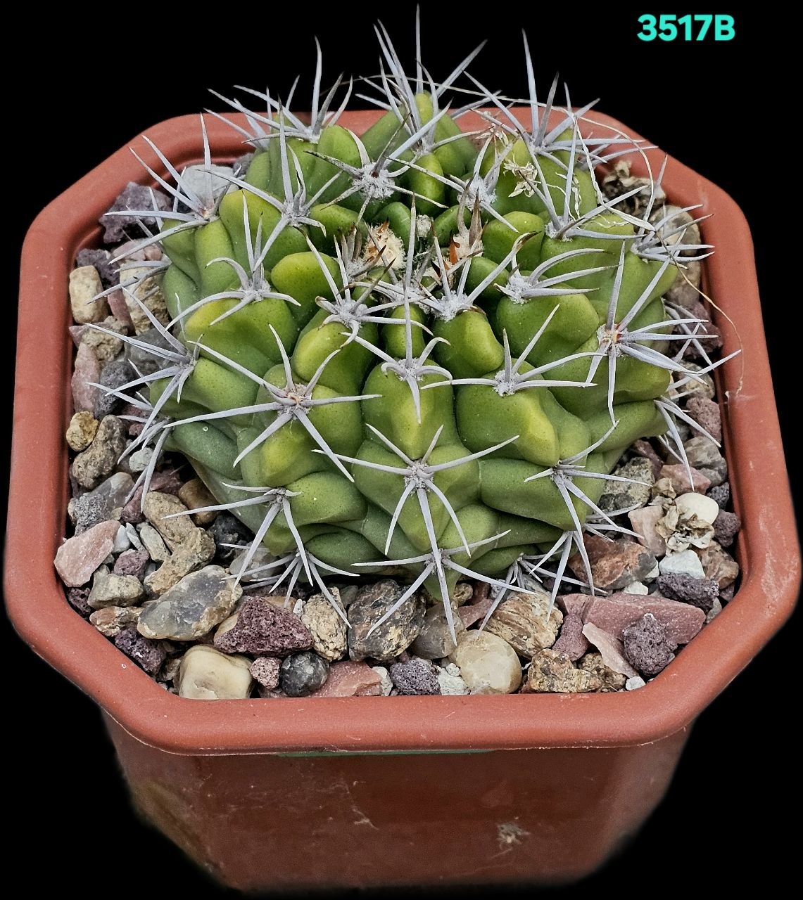Gymnocalycium mostii var. Genseri (fa.) (10x10)-3517B