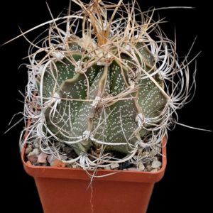 Astrophytum hybrid [sen. aur. X crassispinoides] (8x8)-3520B
