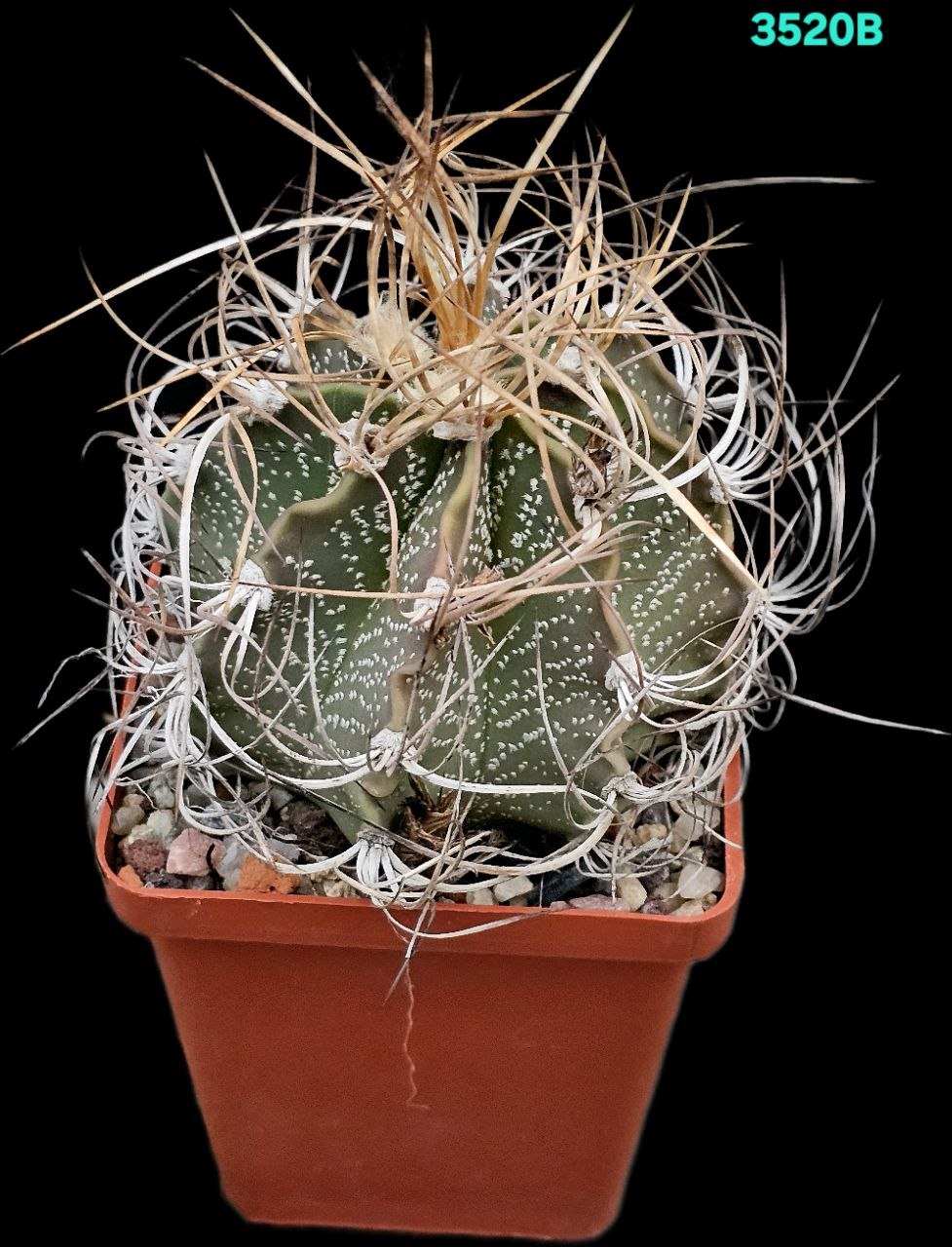 Astrophytum hybrid [sen. aur. X crassispinoides] (8x8)-3520B