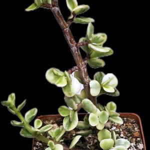 Portulacaria afra fa variegata (Elephant Bush) (for bonsai) (8x8) - 3526(94-3)