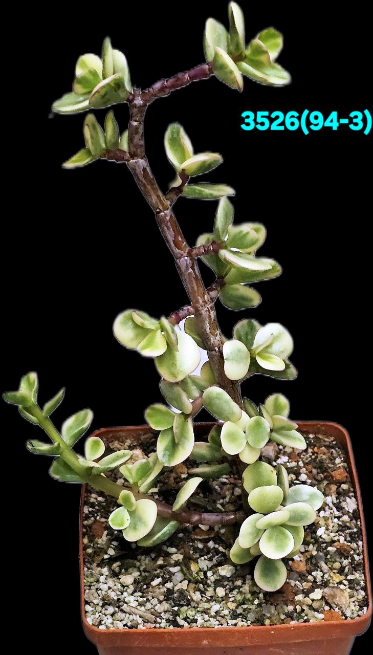 Portulacaria afra fa variegata (Elephant Bush) (for bonsai) (8x8) - 3526(94-3)