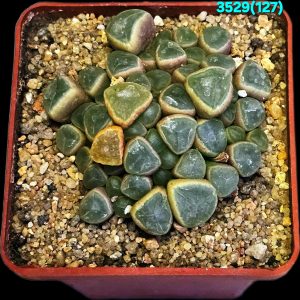 Fenestraria rhopalophylla ssp.aurantiaca (7x7)-3529(127)