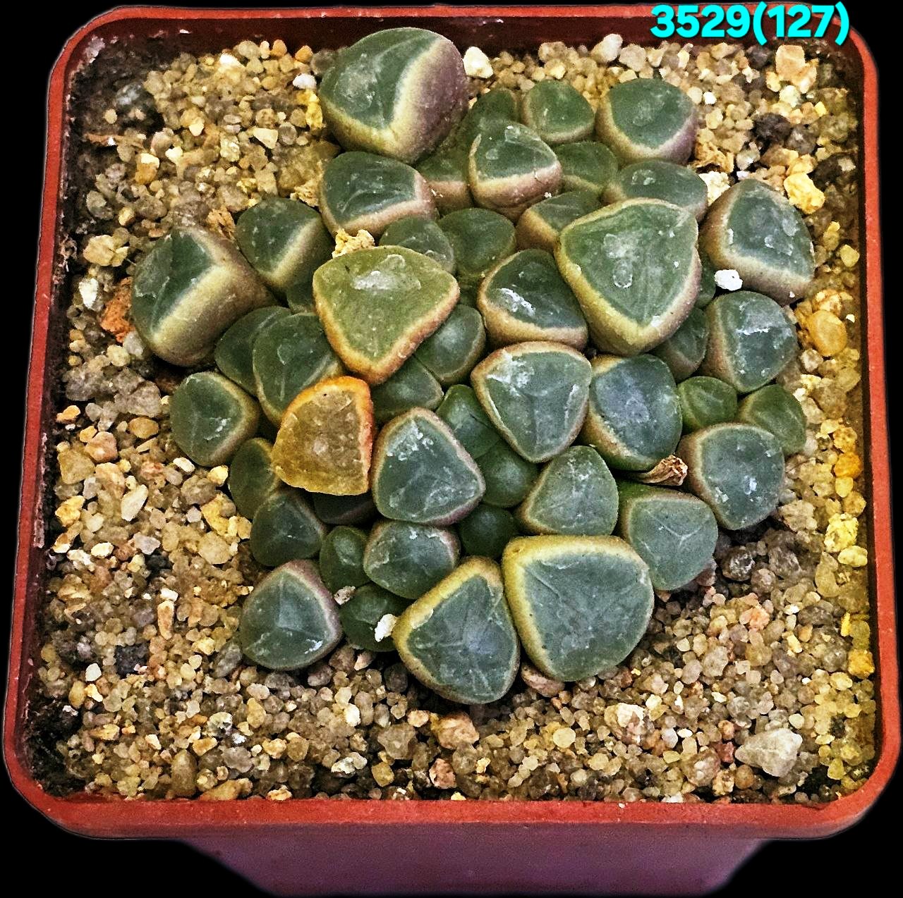 Fenestraria rhopalophylla ssp.aurantiaca (7x7)-3529(127)